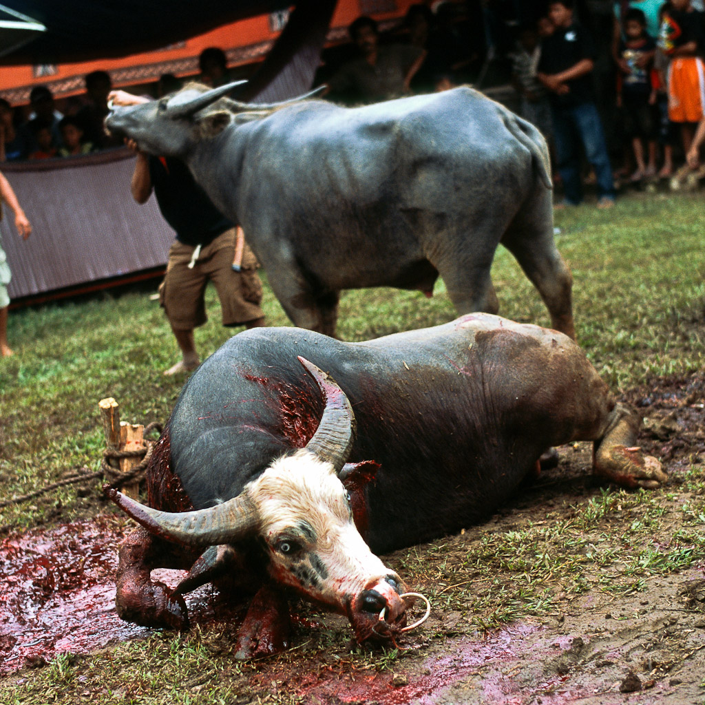 Sulawesi 5