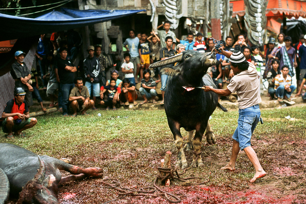 Sulawesi 6