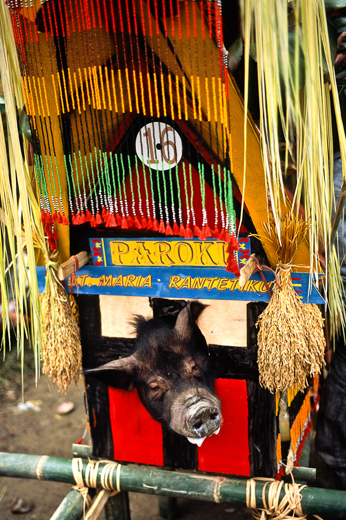 Sulawesi 8