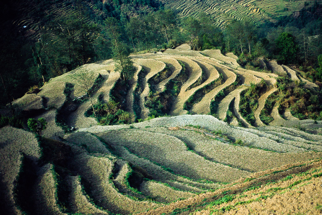 Village de Gandrung